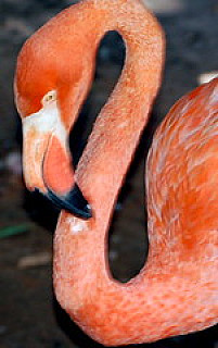 West Palm ZOO 2009