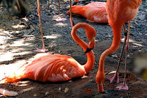 West Palm ZOO 2009