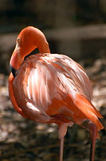 West Palm ZOO 2009