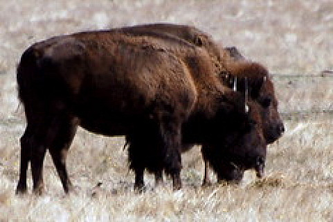 Buffalo Or. 2009