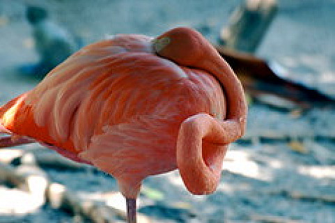 West Palm ZOO 2009